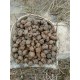 湖南邵陽(yáng)特產(chǎn)農(nóng)家正宗新鮮馬蹄荸薺烏芋地栗清甜無(wú)渣水果