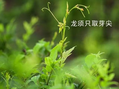 來(lái)鳳藤茶對(duì)身體的益處，真是不可多得