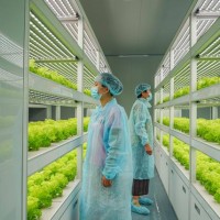 衡水市植物工廠無菌室種植蔬菜設(shè)計(jì)廠家