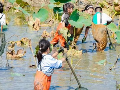 蘇州研學(xué)基地趣味挖藕三六六社會實(shí)踐邀你共赴田野體驗(yàn)探秘之旅